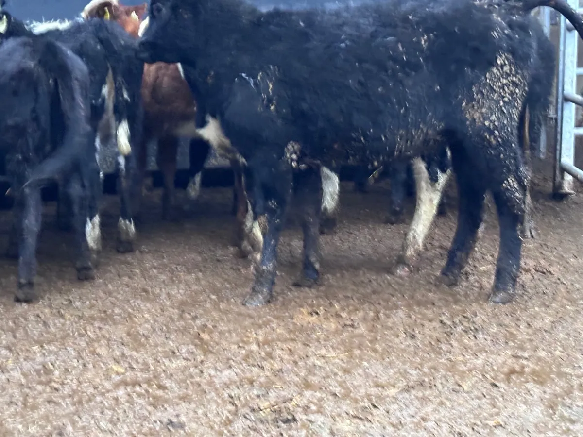 9 Hereford & Angus weanling heifers for sale @€785 - Image 2