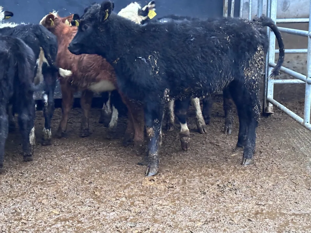 9 Hereford & Angus weanling heifers for sale @€785 - Image 3