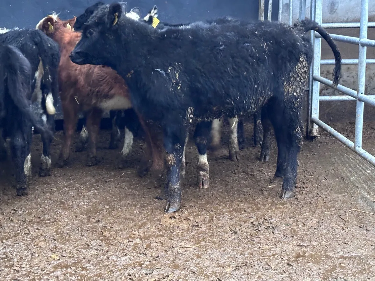 9 Hereford & Angus weanling heifers for sale @€785 - Image 4