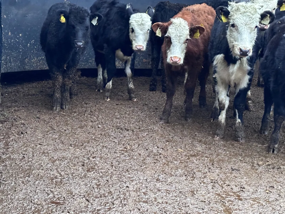 9 Hereford & Angus weanling heifers for sale @€785 - Image 1