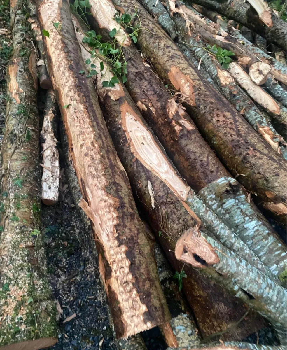 Timber - ash - Firewood - Image 1