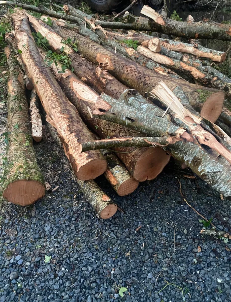 Timber - ash - Firewood - Image 2