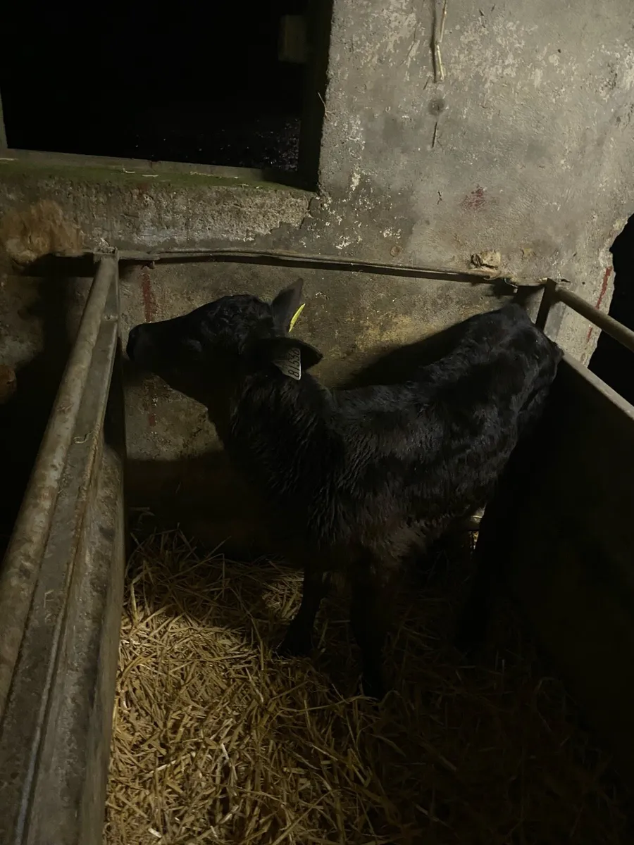 11 2-3 week old calf’s - Image 1