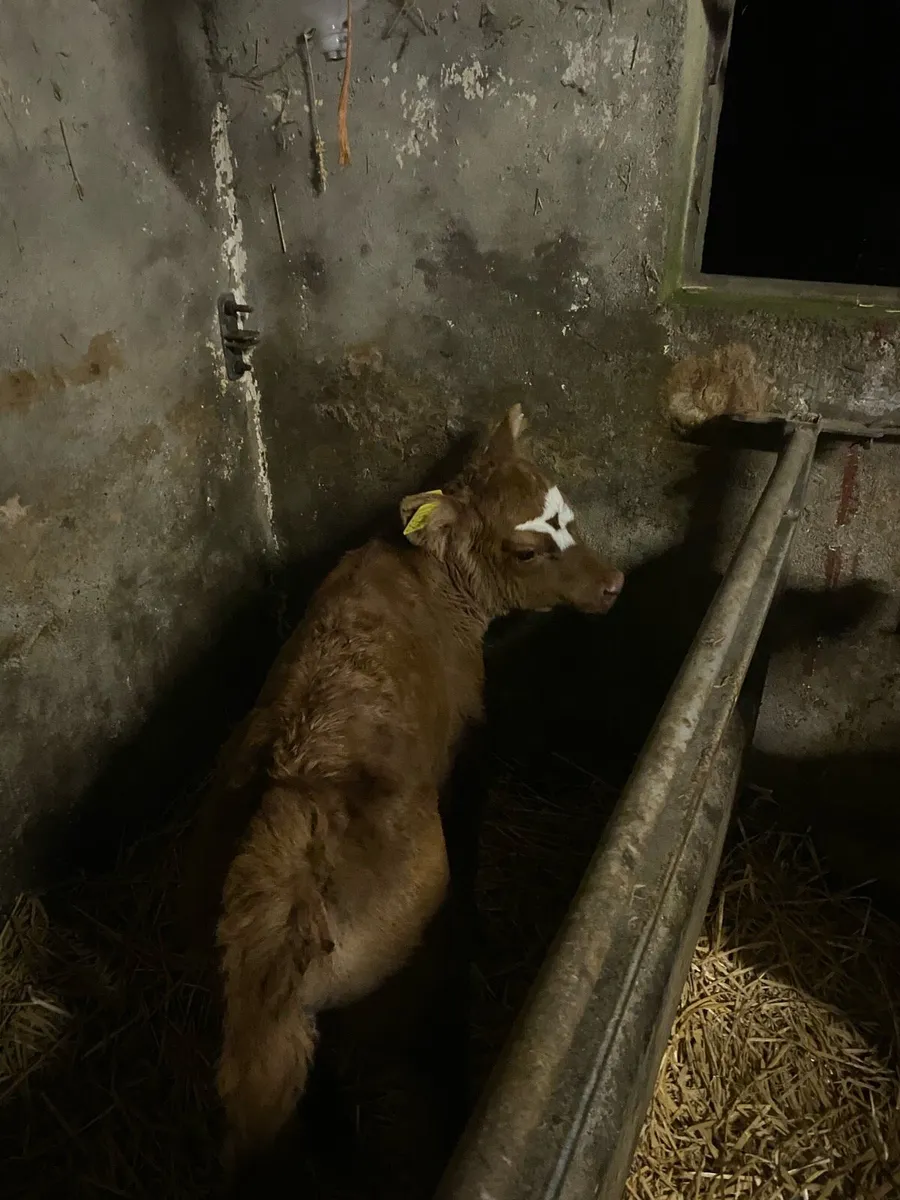 11 2-3 week old calf’s - Image 2