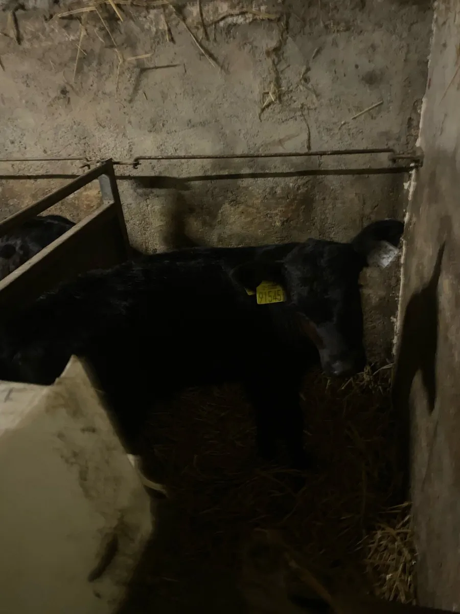 11 2-3 week old calf’s - Image 3