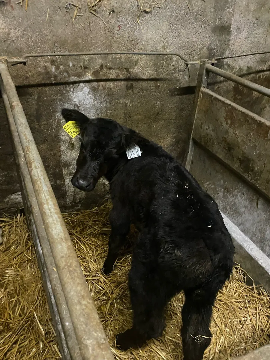 11 2-3 week old calf’s - Image 4