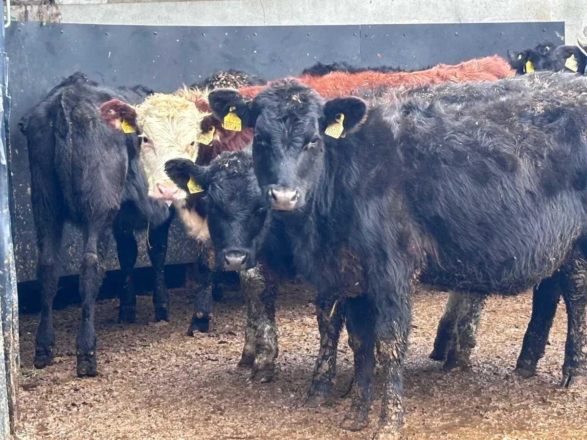 11 weanling heifers for sale @€945 - Image 3