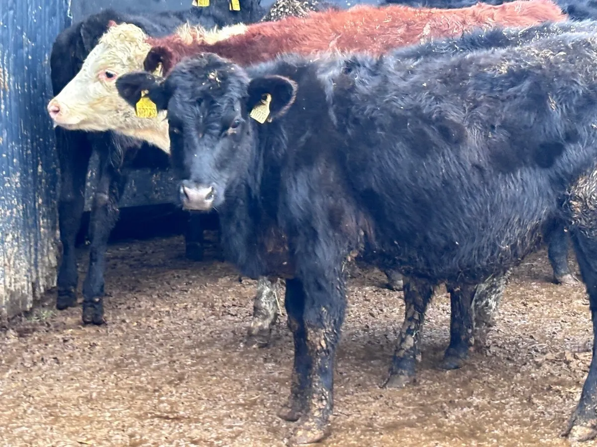 11 weanling heifers for sale @€945 - Image 4