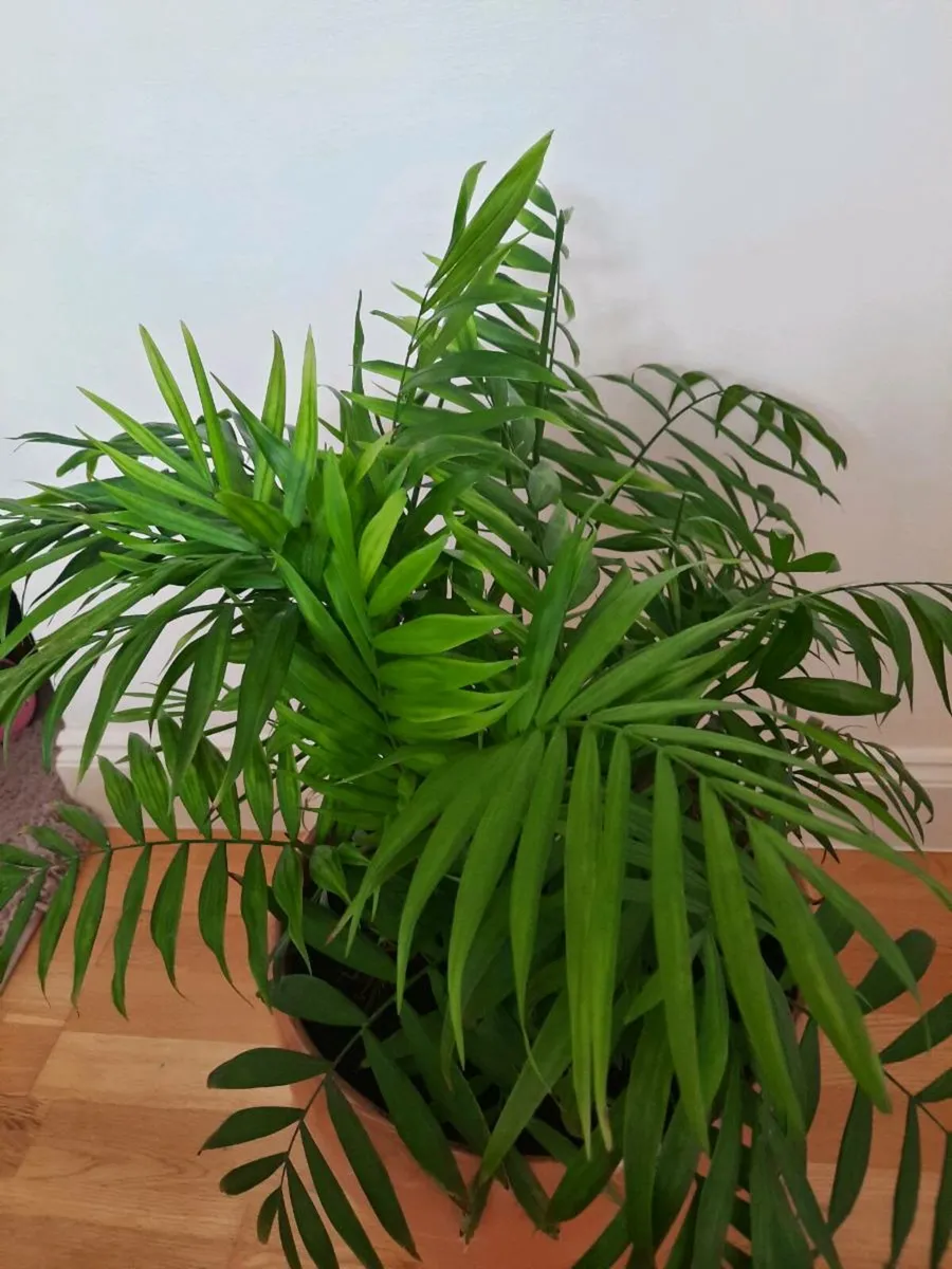 Indoor plant /cermaic pot - Image 2
