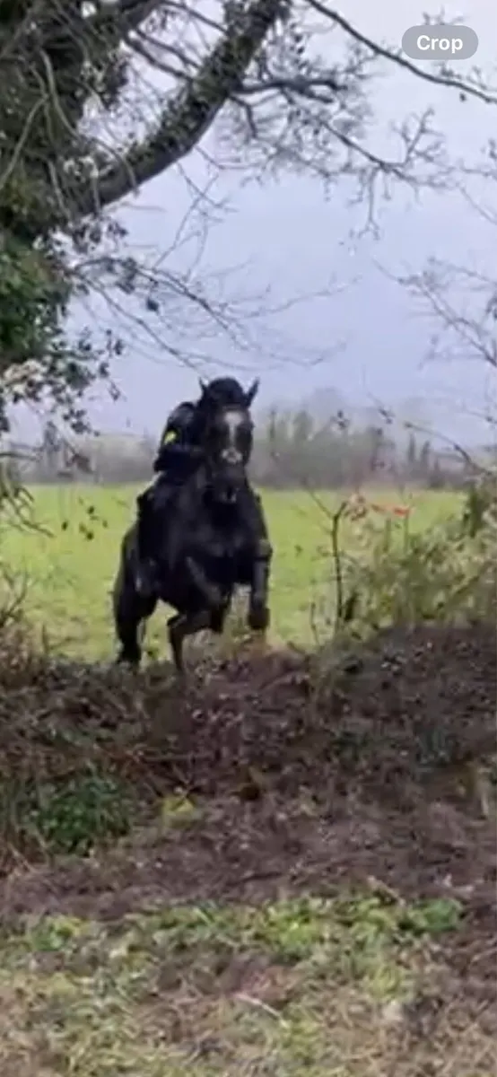 Dream all rounder - Image 3