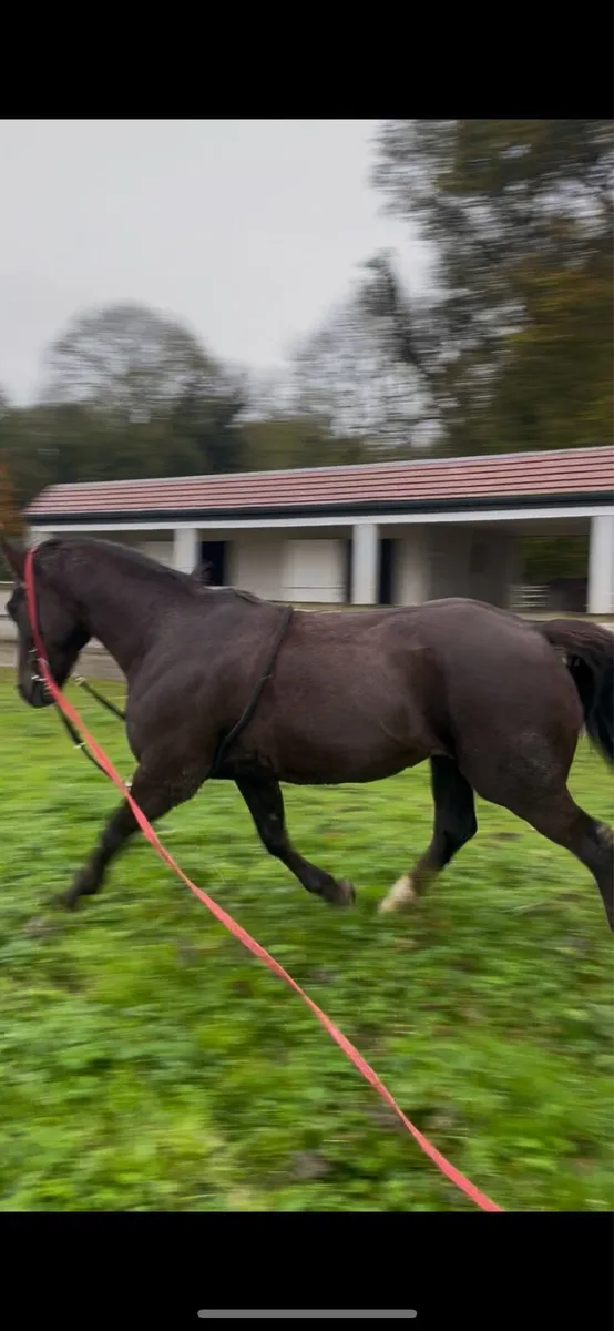 Dream all rounder - Image 4