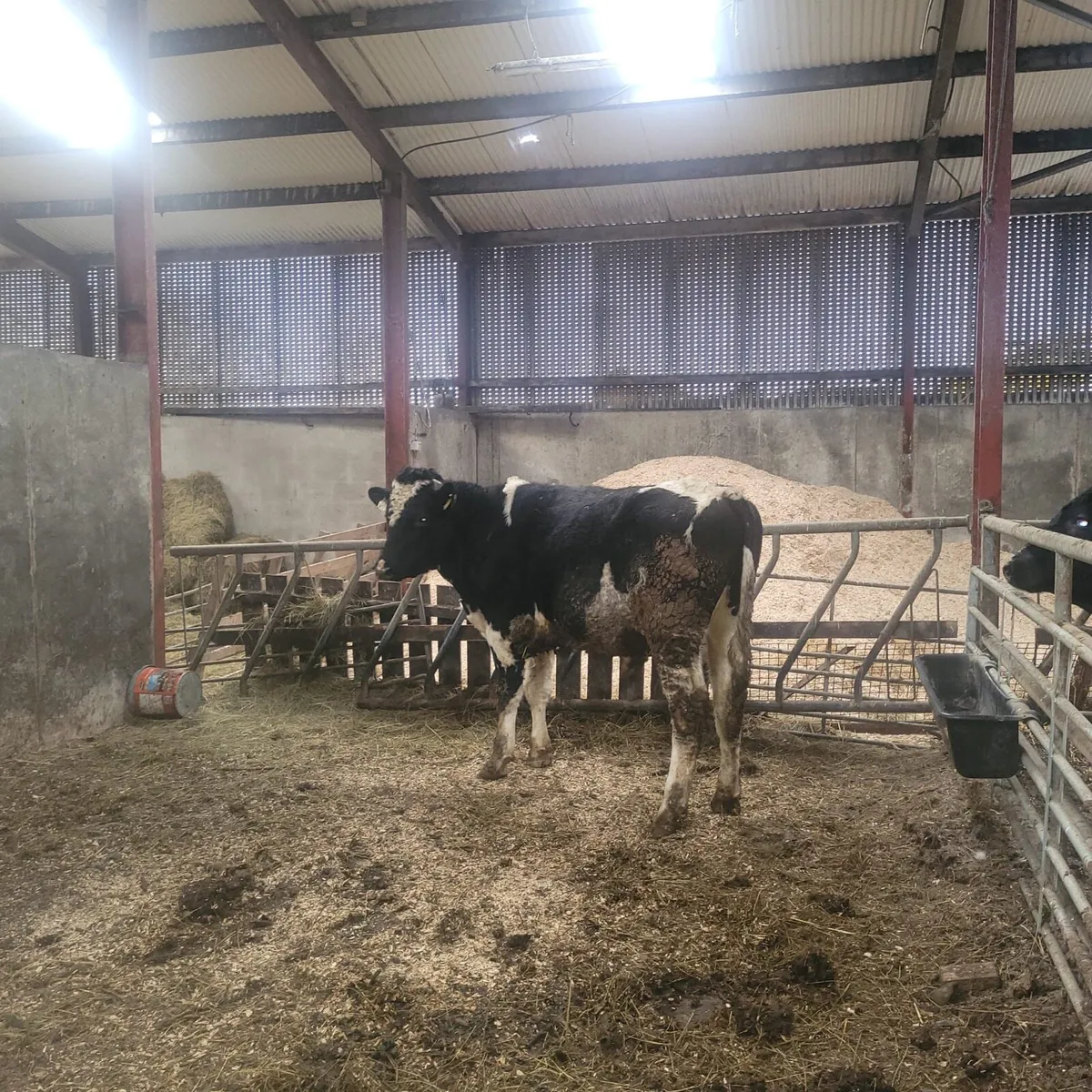 Vasectomised frx bulls - Image 1