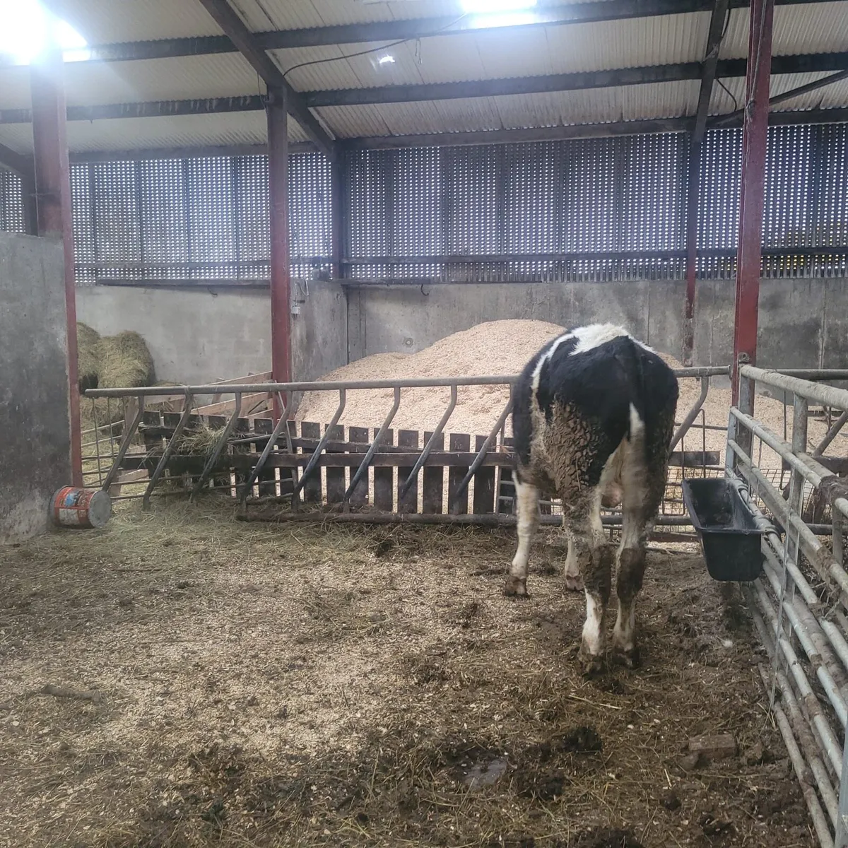 Vasectomised frx bulls - Image 2