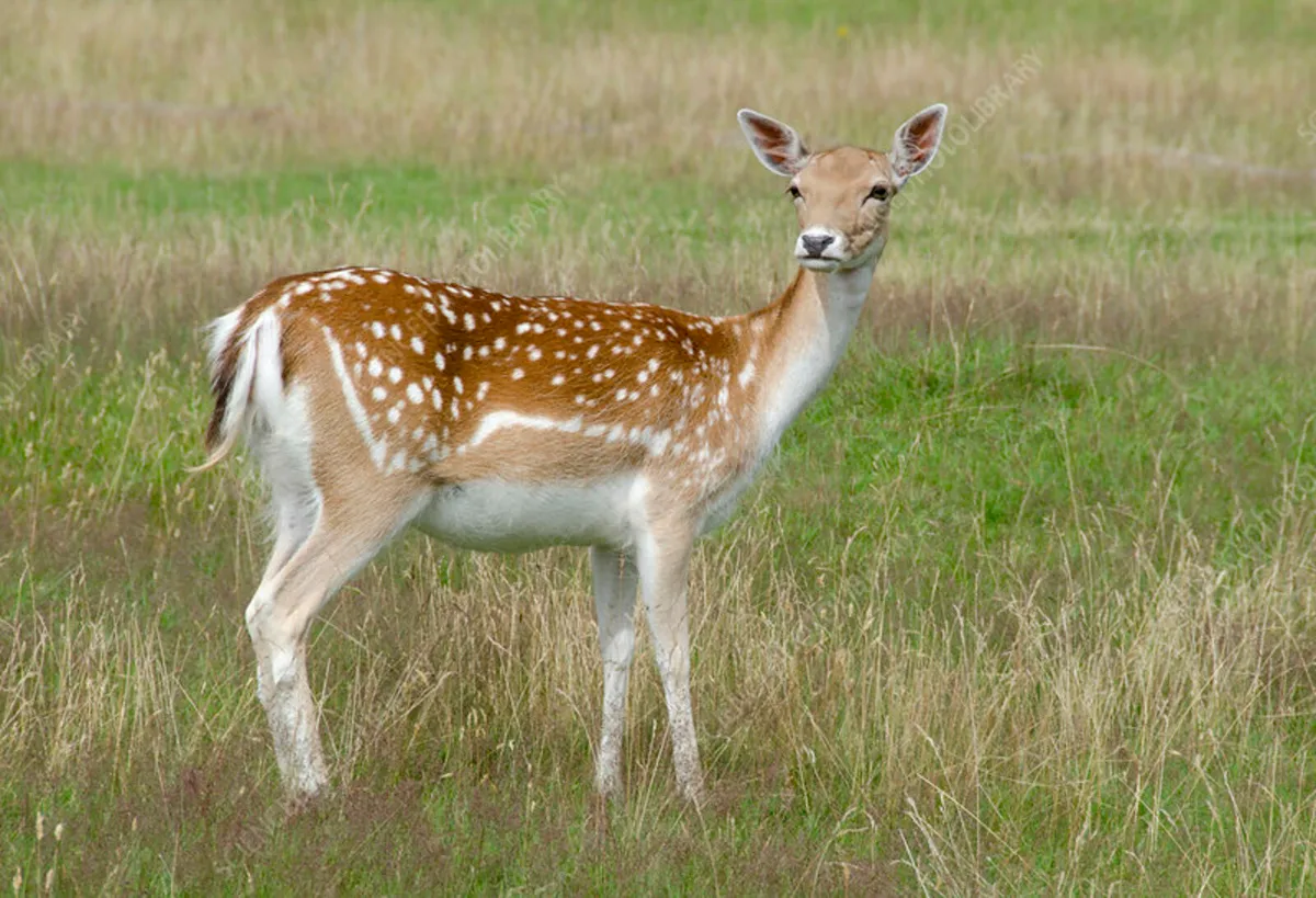 Deer hunting permission wanted fully insured