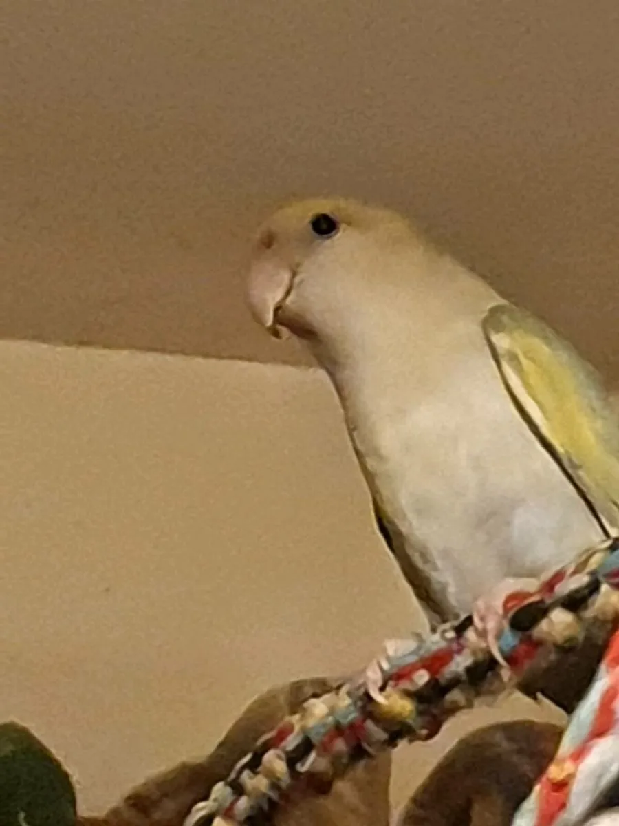 Pair of love birds. - Image 2