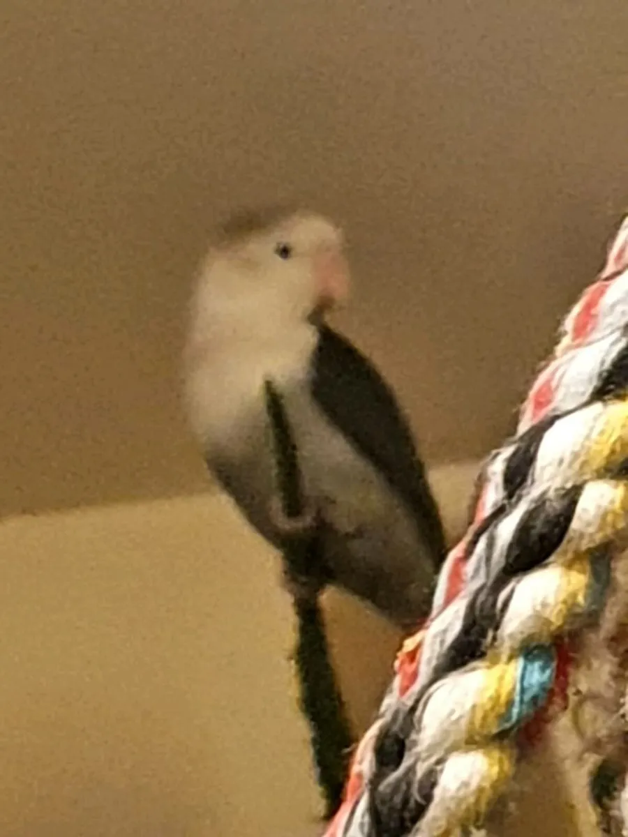 Pair of love birds. - Image 3