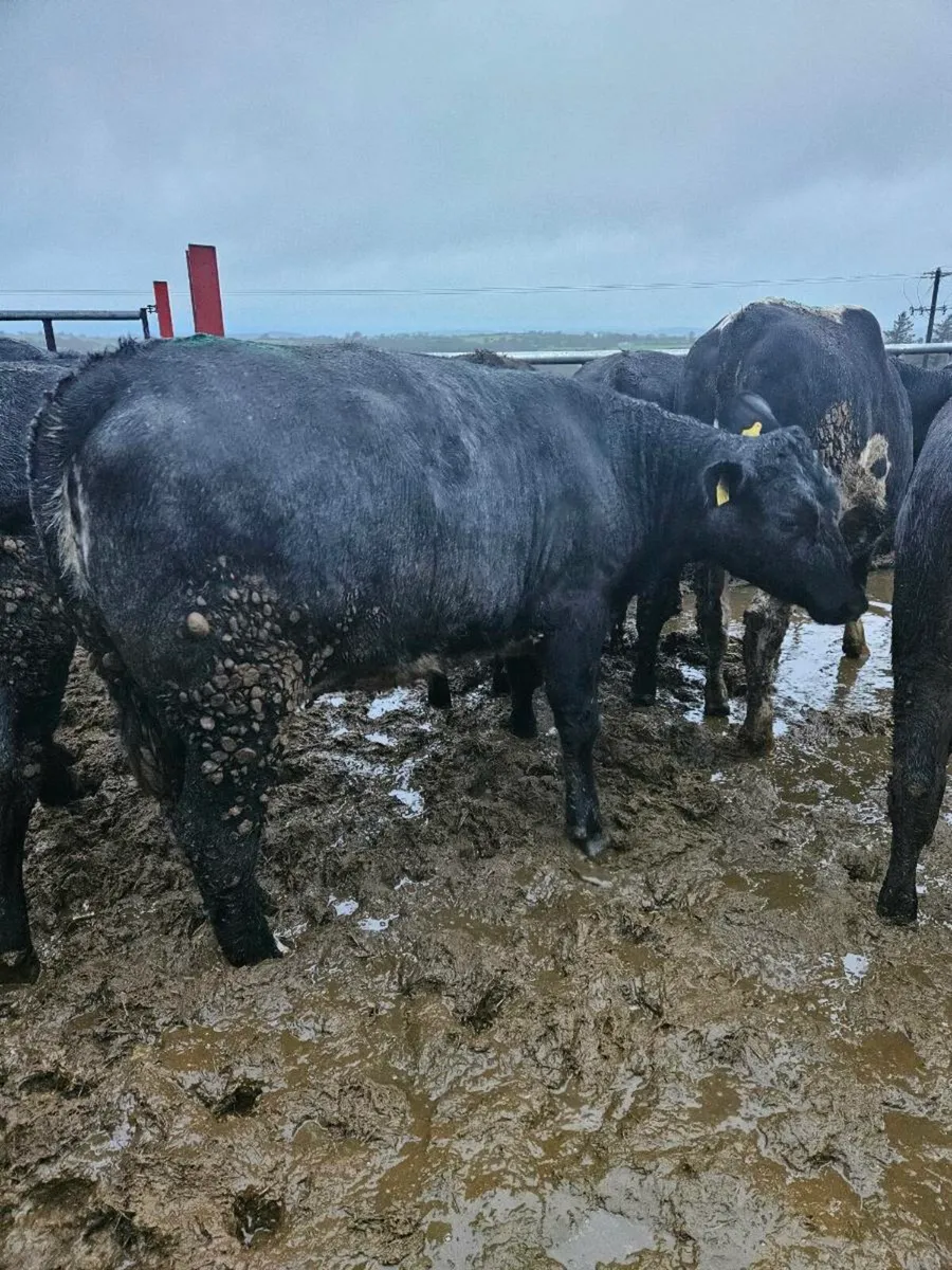 In calf heifers angus - Image 1