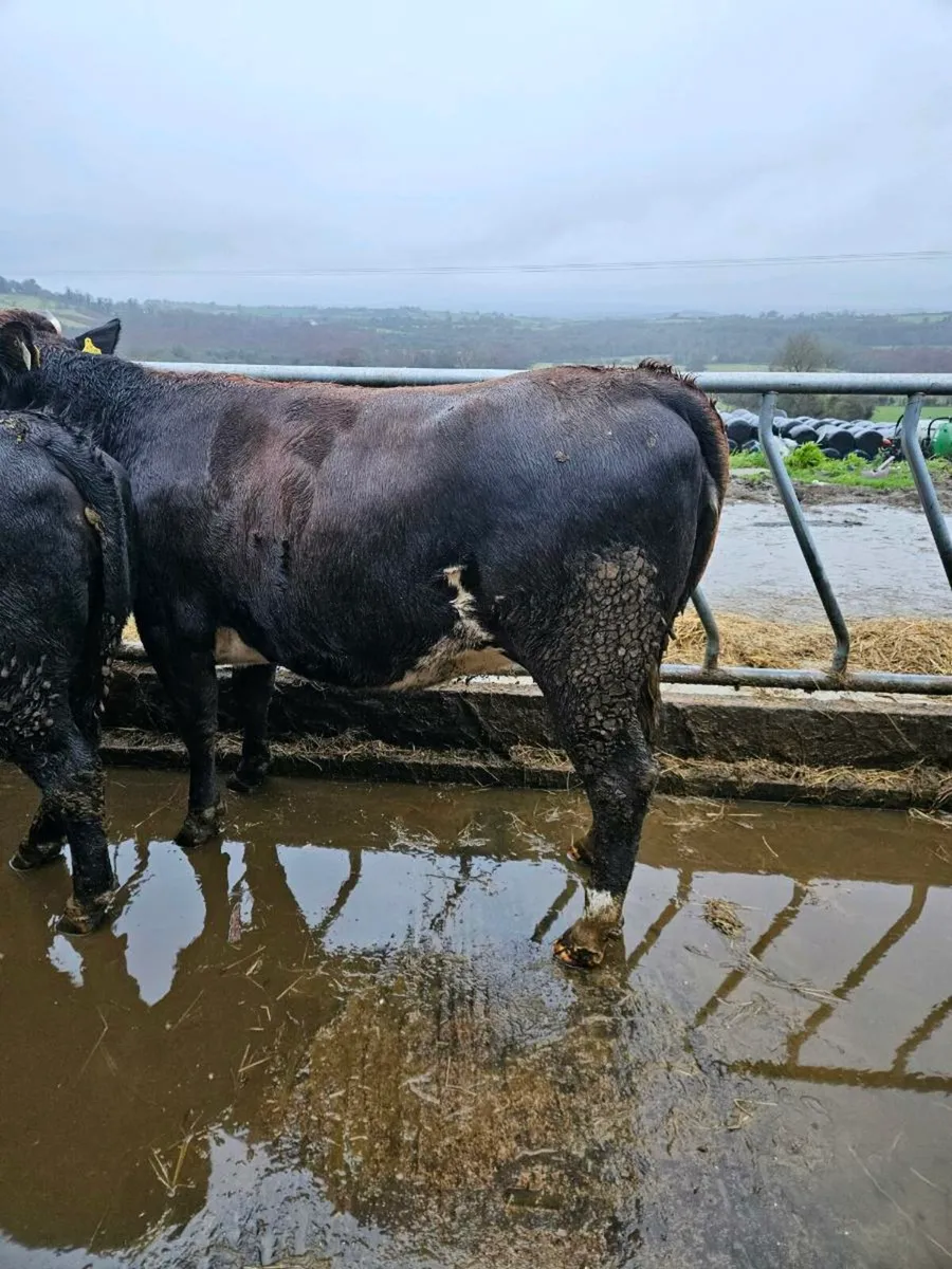 In calf heifers angus - Image 2