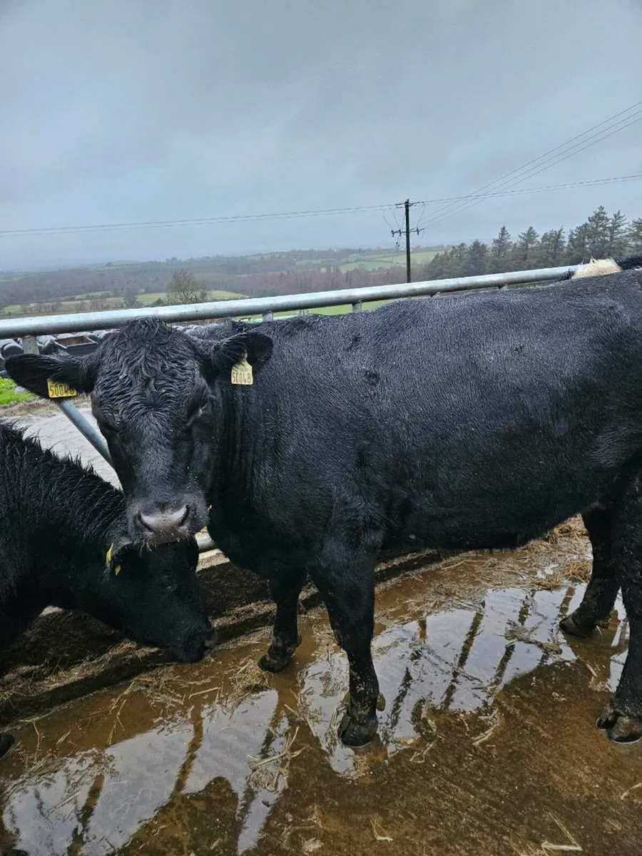 In calf heifers angus - Image 3
