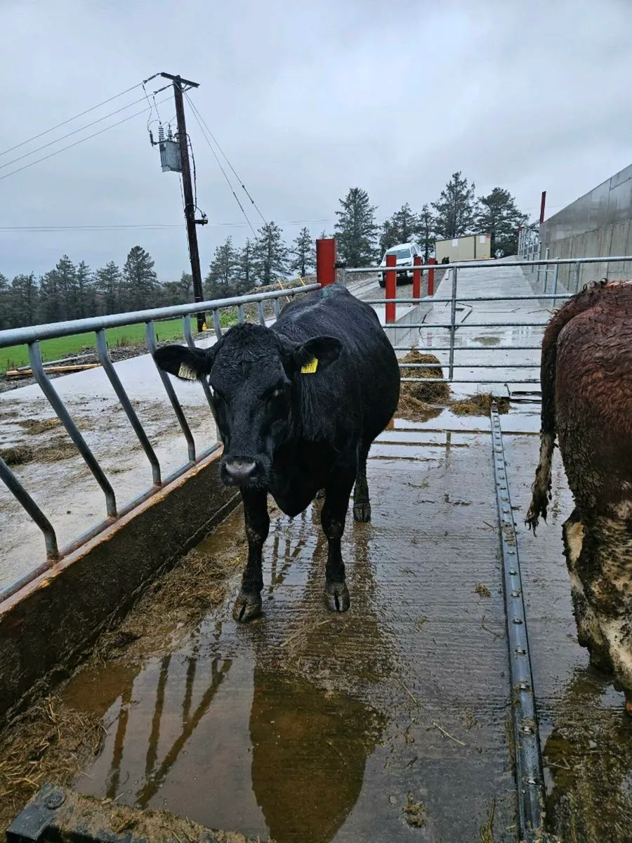 In calf heifers angus - Image 4