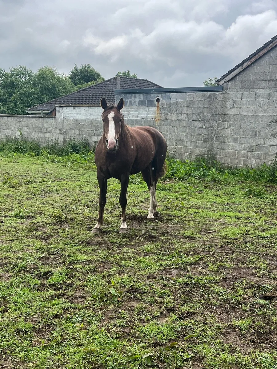 4 Year old mare - Image 1