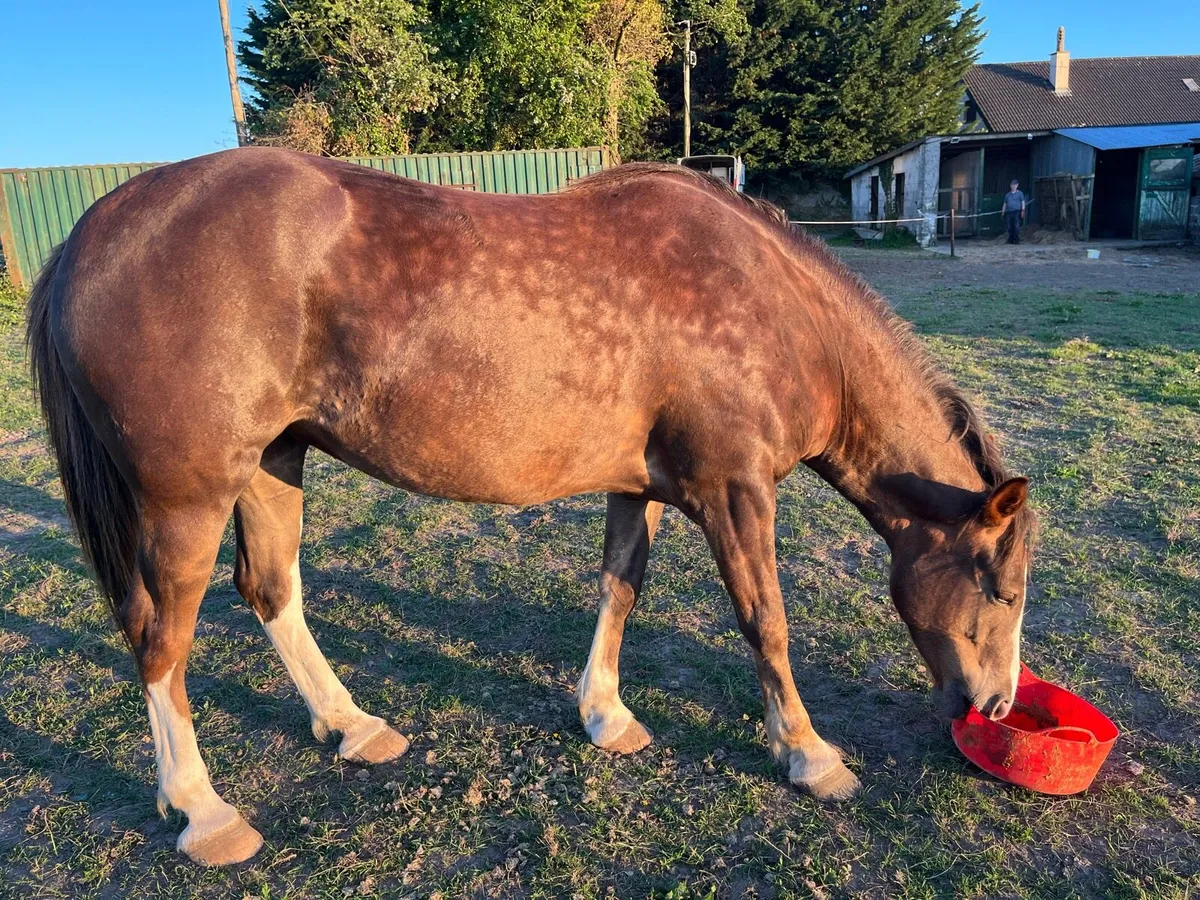 4 Year old mare - Image 2