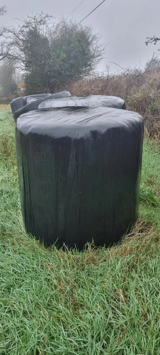Round bales silage - Image 2