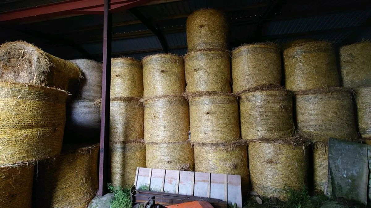 Hay and Straw Organic - Image 3