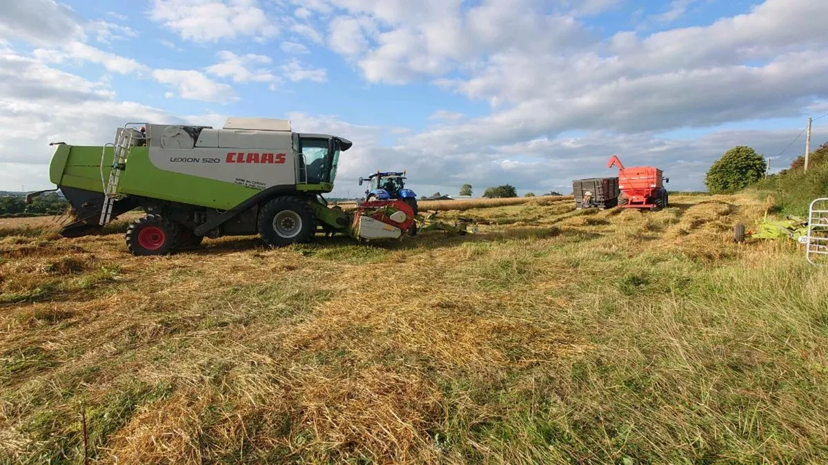 Hay and Straw Organic - Image 1