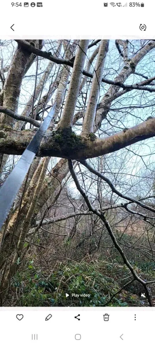 Walking stick /hazal - Image 4