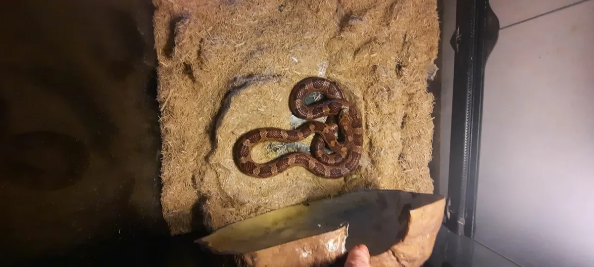 Snake with all equipment - Image 1