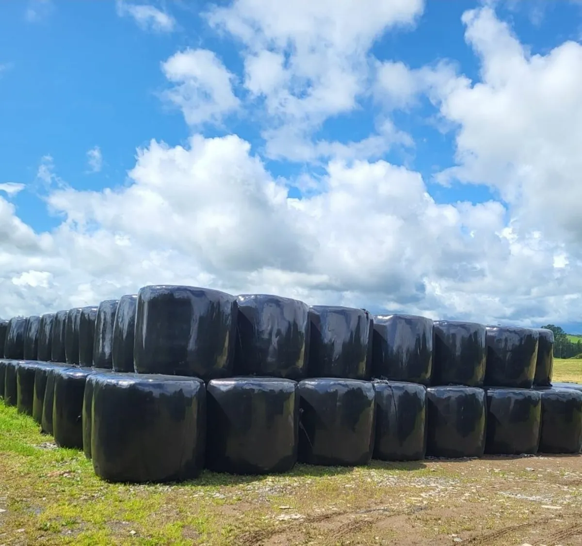 Silage Bales