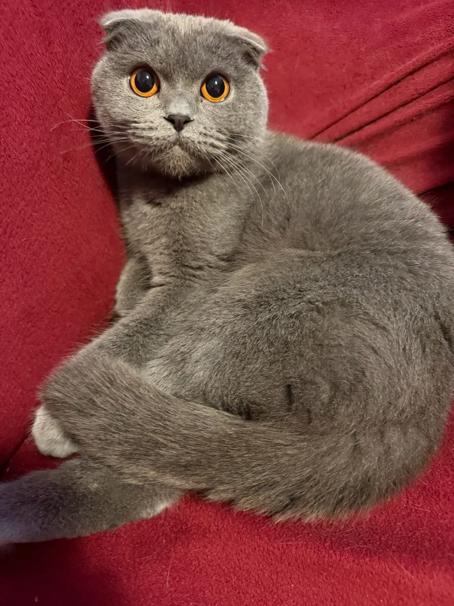 Scottish Fold female