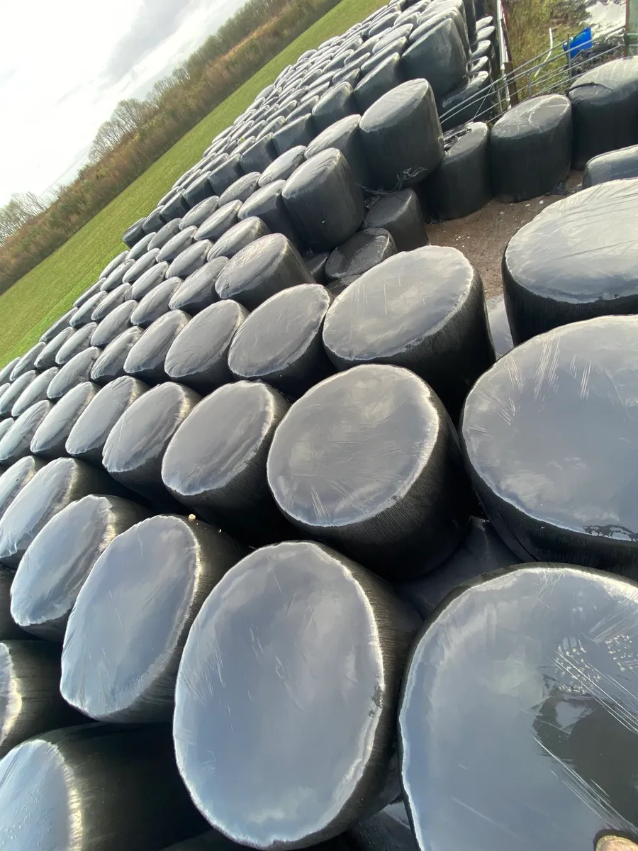 Bales of Silage