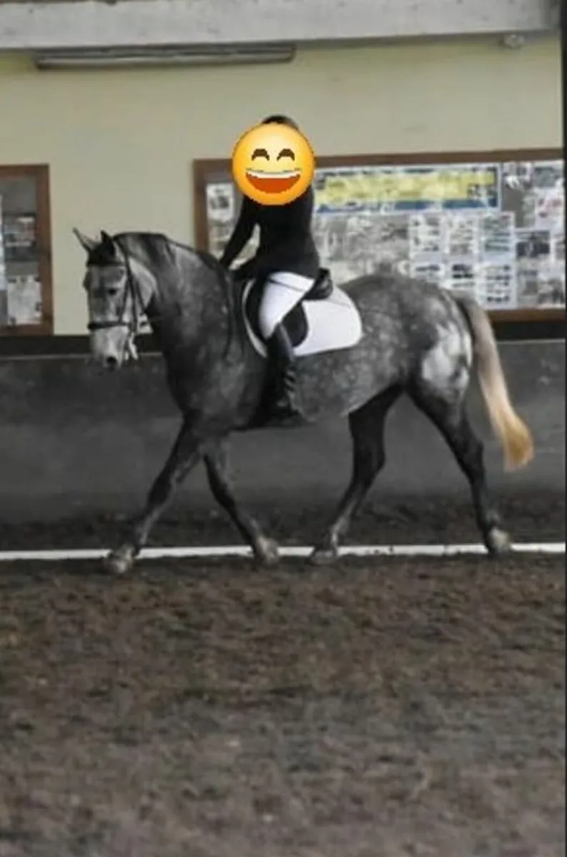 Class 1 Irish Draught 8 year old 16.1hh Mare - Image 2