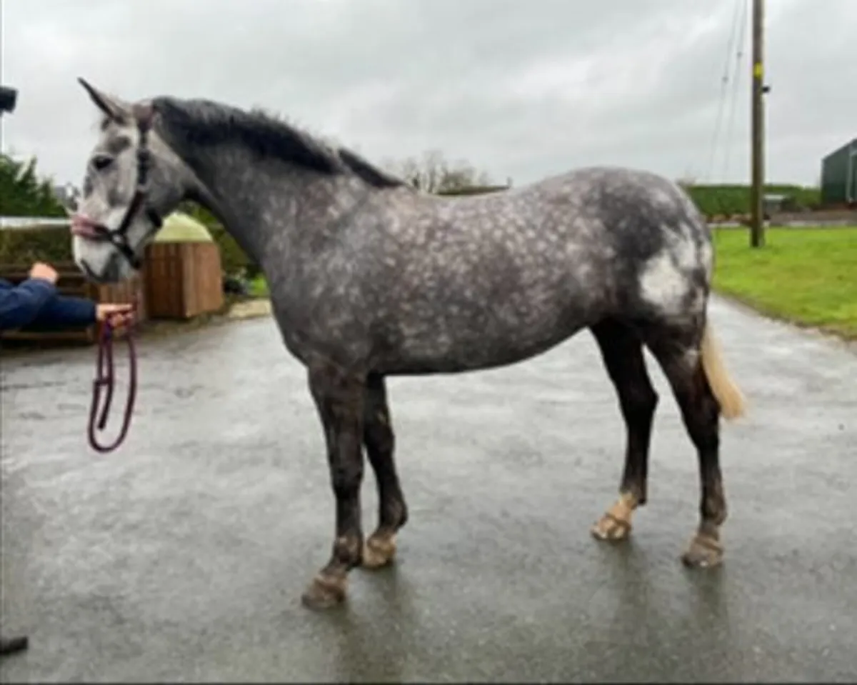 Class 1 Irish Draught 8 year old 16.1hh Mare - Image 3