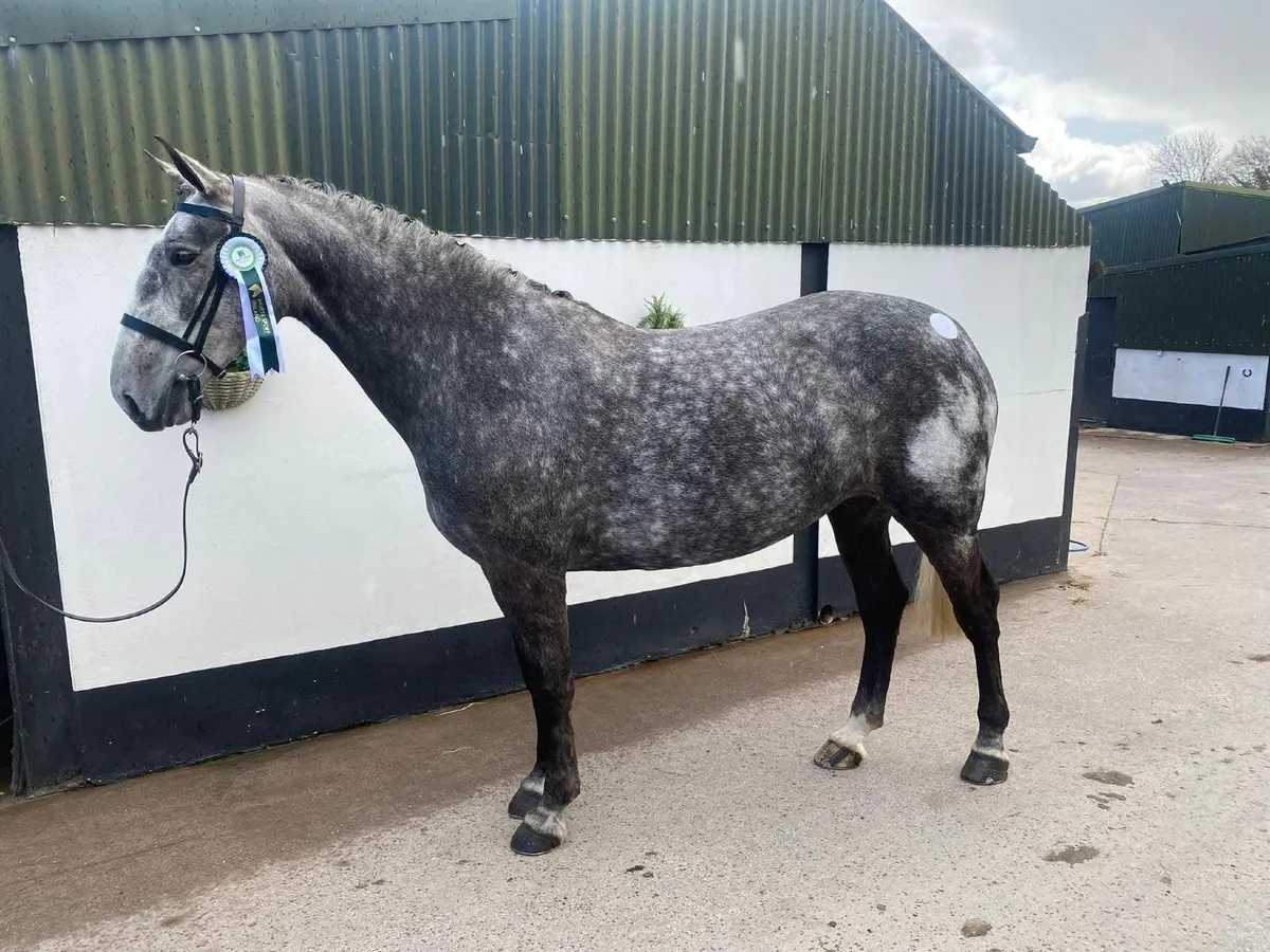 Class 1 Irish Draught 8 year old 16.1hh Mare - Image 1