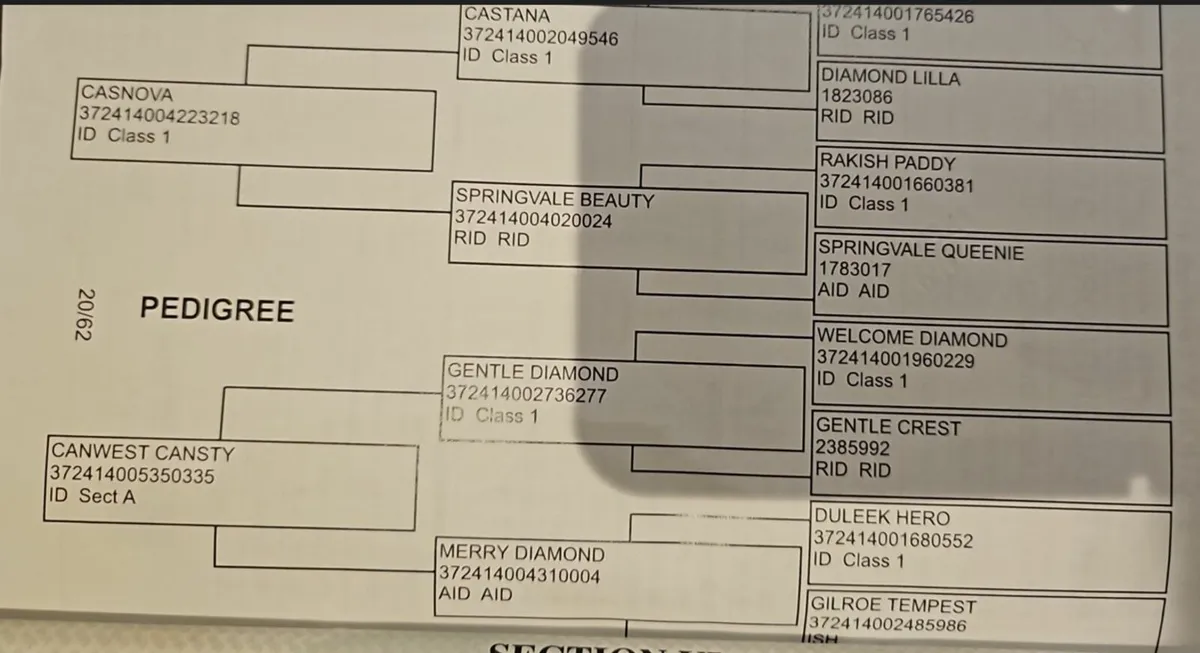 Class 1 Irish Draught 8 year old 16.1hh Mare - Image 4