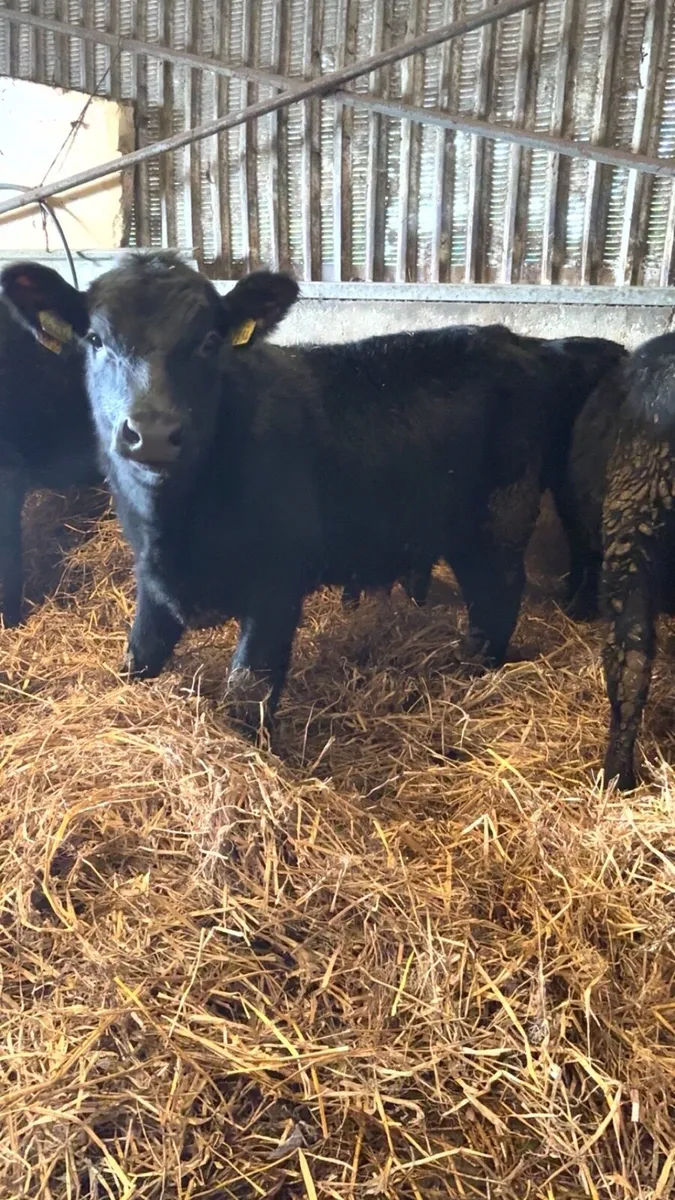 Angus Bull Weanlings - Image 1