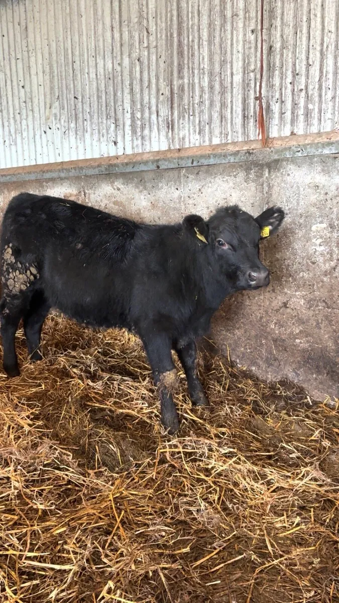Angus Bull Weanlings - Image 2