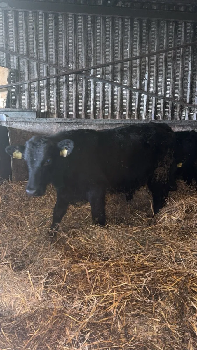 Angus Bull Weanlings - Image 3