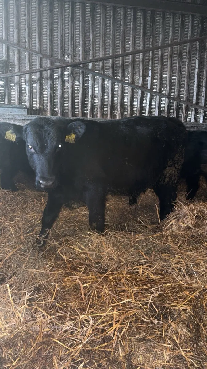 Angus Bull Weanlings - Image 4