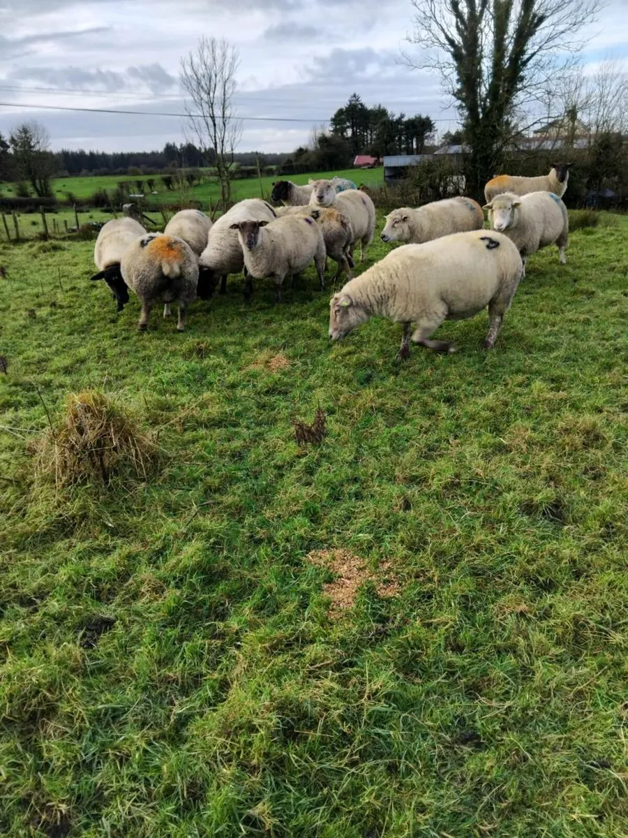 Inlamb ewes - Image 1