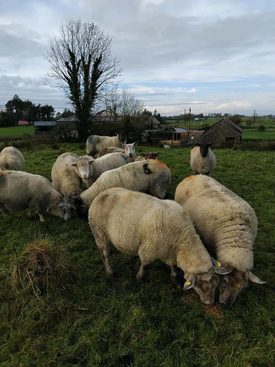 Inlamb ewes - Image 2