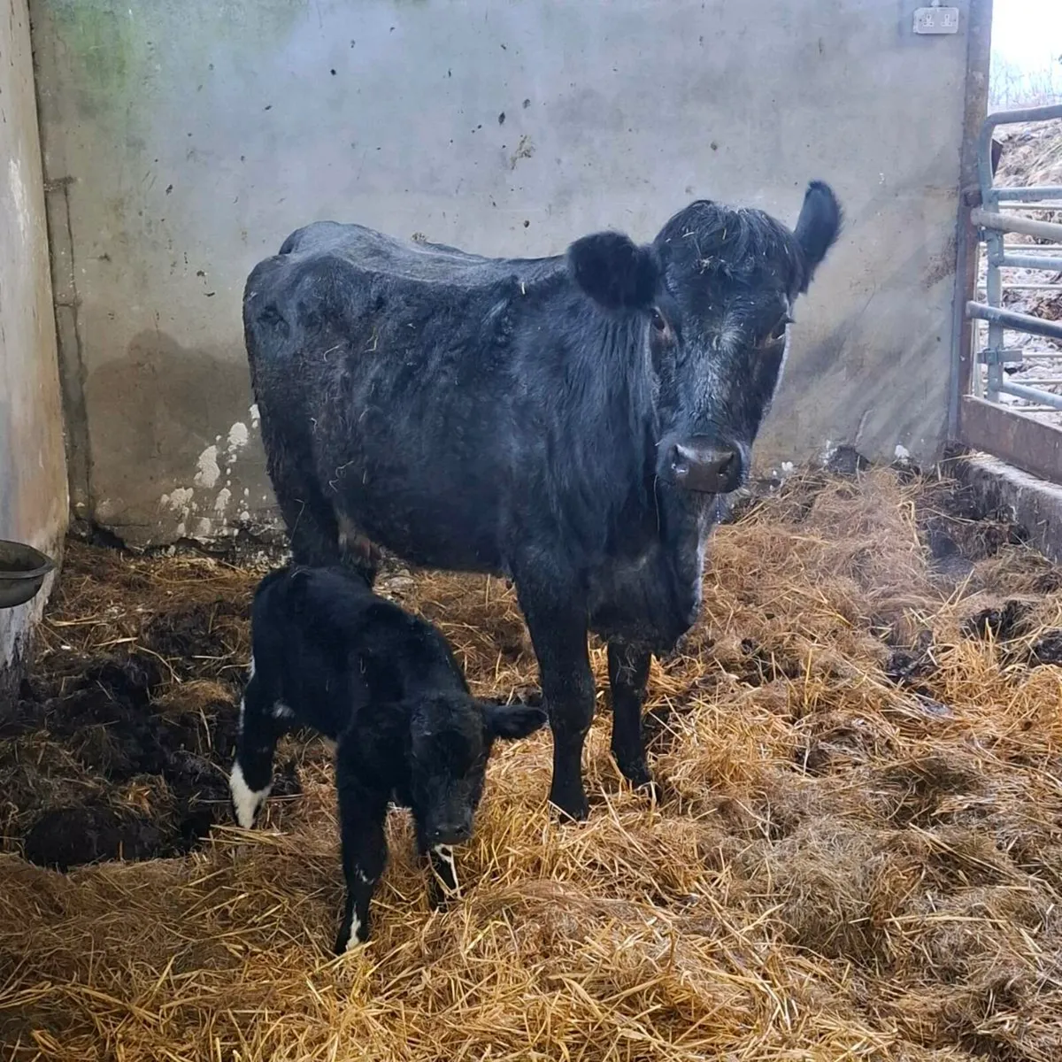 Limousin heifer with calf at foot - Image 4