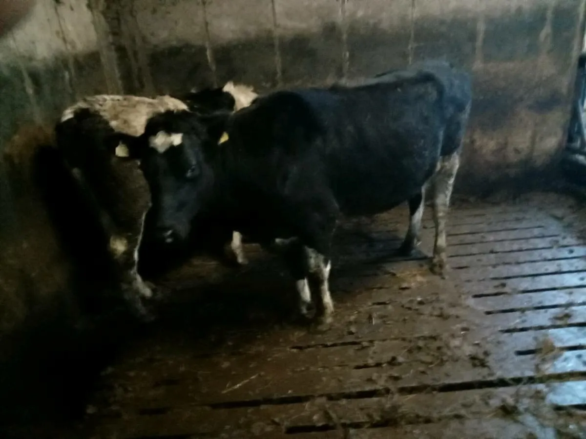 2 FR springers first calfs - Image 1