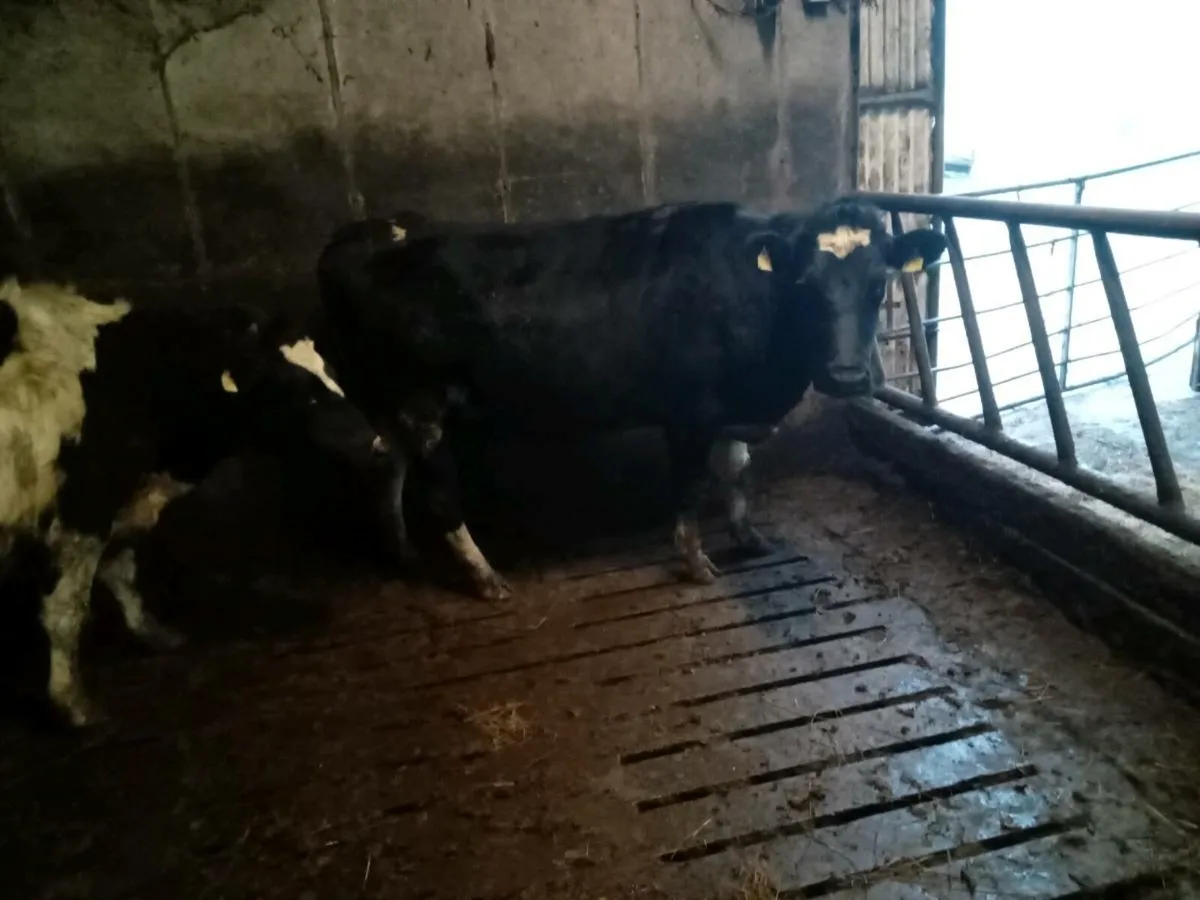 2 FR springers first calfs - Image 2