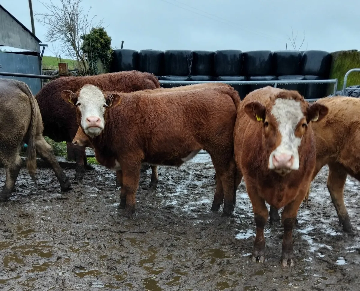 Cattle - Image 1