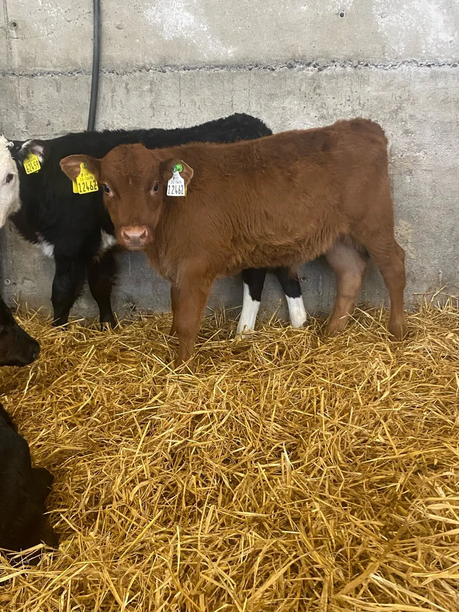 Beef Calves - Image 1