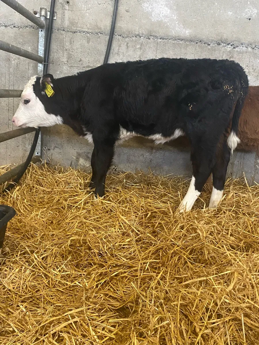 Beef Calves - Image 2